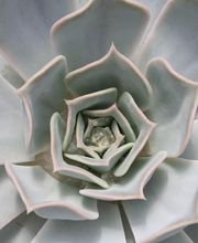 Herrmann Pflanzen GmbH Bild 8