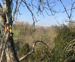 Normandie Arboriste image 1