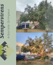 Sempervirens image 11