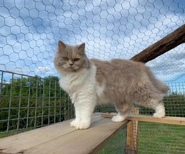 Elevage Kimy's Valey image 4