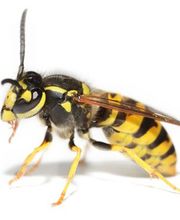 Bio Pest Services B.P.S. image 2