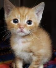 Schroon River Animal Hospital image 11