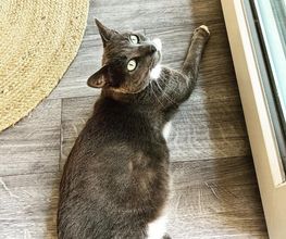Hotel-cats.com image 7