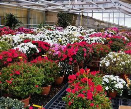 Oesch Fleurs & Jardins SA Bild 10