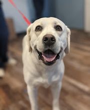 Lone Star Animal Hospital image 2