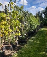 Baumschule Goßner Bild 7