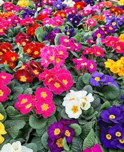 Jardinerie du Bois-Paris image 2