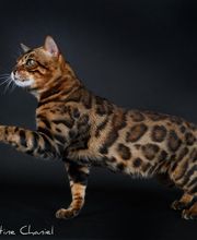 Chatterie Panthera du Maquis image 12