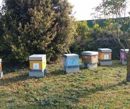Abeille De Ré image 3