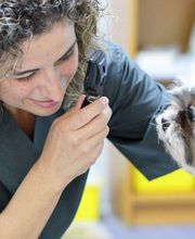 Veterinario Alcorcón imagen 18