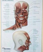 Blanco Diego, M. imagen 8