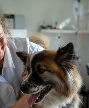 Tierarztpraxis Dr. Ellen Eringer Bild 2