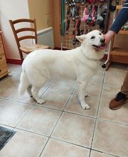 AU TOUTOU MARANS image 1