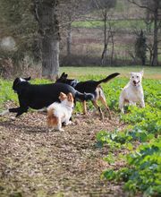 Pet's Heaven image 4