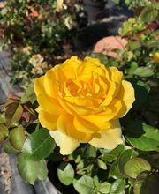 Rosiers d'Argens image 3