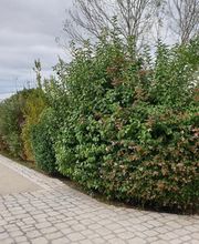 Evan Garden17 image 18