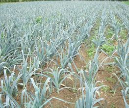Du Potager Fleuri GAEC image 19