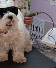 CLÍNICA VETERINARIA DEL VAL imagen 9