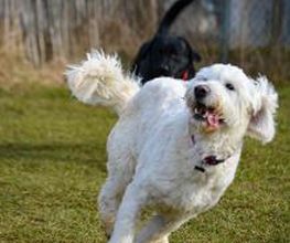 H.O.N.A.S - Mobile Hundeschule Bild 9