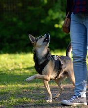 Dr. med. vet. Stephanie Adams - Tierverhaltenstherapie Bild 7