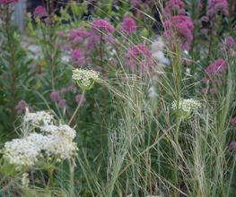 Wildpflanzengärtnerei Flora di Berna Bild 5