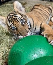 Chahinkapa Zoo image 5