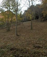 Roussillon Elagage image 6