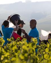 Domaine Gautheron Alain Et Cyril SCEV image 6