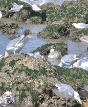 Mercier Alain image 9