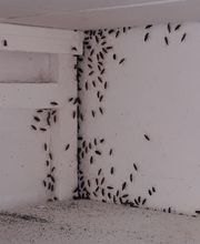 P2H Préservation Hygiène Habitat image 10