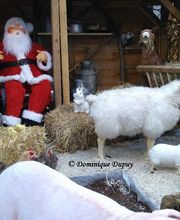 Jardinerie Villaverde image 9