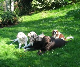 Die Schule der Labradorfreunde Bild 4