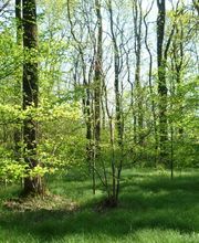 Das Waldbild ist geprägt von Buchen.