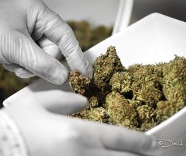 CbZen CBD image 17