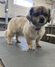 Concept Toilettage by Fabrice image 8