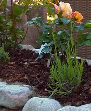 Matthias Lorey Garten- u. Landschaftsbau Bild 1