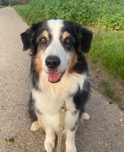 marionsalltagshunde mobile Hundetrainerin Bild 3