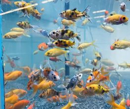 POISSONS ANIMALERIE 