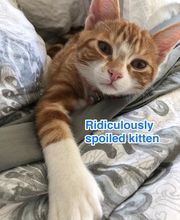 Onion River Animal Hospital image 8