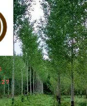 Rochefort Bois image 1