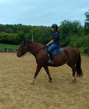 Les Poneys de Monthoiron image 11