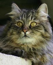 Tierklinik Rhenus AG Bild 12