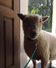 Pooler Veterinary Hospital image 1