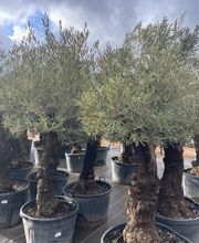 Cultur'Arbres image 9