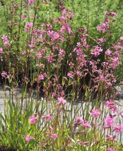 Staudengärtnerei David Müller Bild 49