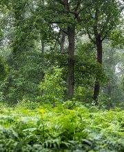 FriedWald Bremer Schweiz Bild 15