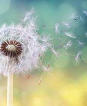 Allgemeine Bestattungs AG Thun Bild 2