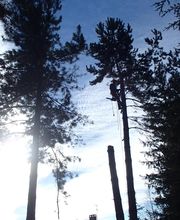 Terrier Moïse image 3