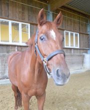 Reit- und Fahrstall Enderli Bild 7