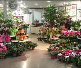 L' Orchidée image 2